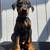 Doberman puppies 6 thumbnail