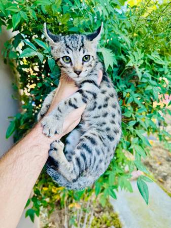 Lynx hybrid kittens (Encinitas)63819964868353120