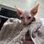 Hairless kittens 5 thumbnail