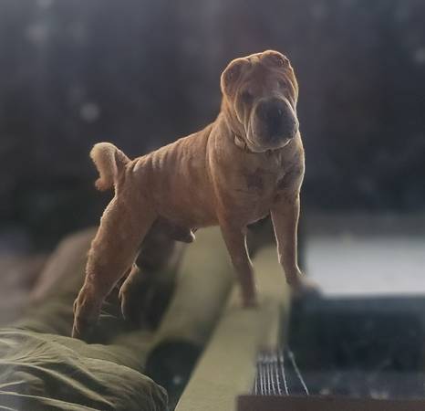 Free Sharpei male Dog for Adoption (Sacramento)63679290376833121