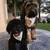 Labradoodles 6 thumbnail