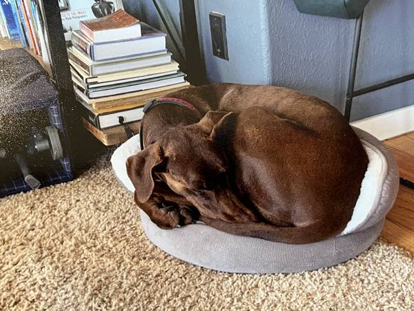Moving and seeking new home for 2 beautiful and sweet dogs (boulder creek)63862001089537122