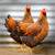CHICKENS LAYING HENS 2 thumbnail