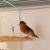 Red Siskin 2 thumbnail