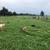 Shetland wool sheep: Rams, ewes 4 thumbnail