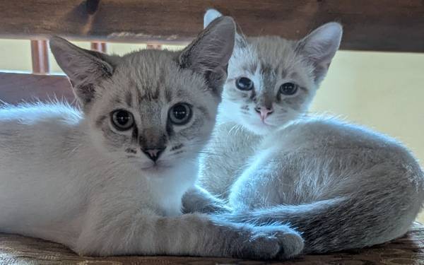 Bonded pair: Lynx point/Snowshoe Siamese (Santa Rosa)