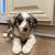 Pups need loving home 1 thumbnail