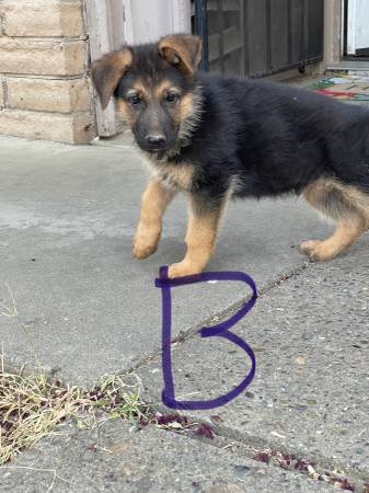 AKC German shepherd pupppies (Sacramento)63679359605121123