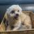 Pom Terrier 10 thumbnail