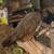 Peahen 1 thumbnail