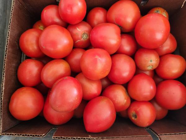 Canning tomatoes 1