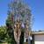LICENSED TREE TRIMMING,TREE REMOVAL, STUMP GRINDING & MUCH MORE 3 thumbnail