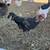 Juvenile Roosters 1 thumbnail