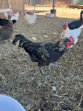 Juvenile Roosters 1