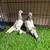 Pigeons 9 thumbnail