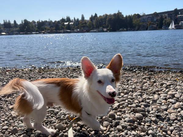 Corgi Mix needs a yard 1
