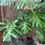 Monstera 4 thumbnail