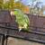 Lilac Amazon parrot (tame & talks) 3 thumbnail
