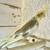 COCKATIEL COCKATIELS BABY PIED albino LUTINO pearl GRAY BIRD BIRDS 9 thumbnail