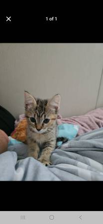 Kitten necesita reubicación (Macomb)63670625744131120