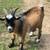 Nigerian Dwarf Buck 1 thumbnail