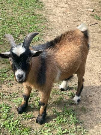 Nigerian Dwarf Buck 1