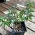 Japanese maple 1 thumbnail