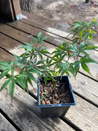 Japanese maple 1