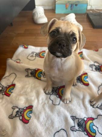 Pug puppies (Canyon Country)63877736624259122
