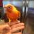 High red sun cheek conure  babies parrot, parrots 2 thumbnail
