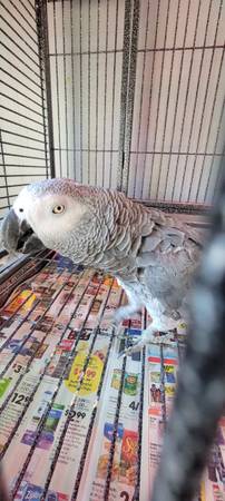 African Grey 1