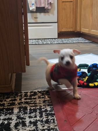 Male Chihuahua