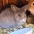 Rabbits - Cute - Soft - Need Christmas Homes !!! 5 thumbnail
