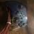 Wired XBOX ONE Controller PowerA Design and 10FT cable one s c series s  x 1 thumbnail