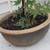 Potted live 5ft maple tree ready to be planted potted ceramic pot ga 4 thumbnail