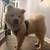 Chow chow 8 thumbnail