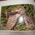 Snakes of Arizona by Dr Andrew Holycross 3 thumbnail