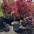 Plants-Japanese Maple Red- Diffrent sizes. 3 thumbnail