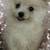 Pomapoo 1 thumbnail
