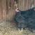 4 small roosters 2 thumbnail
