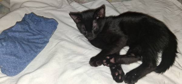 Rehoming kittens (Houston)63859316052737120