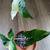 Syngonium Albo Variegata indoor plant 1 thumbnail