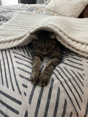 Sweet Cat Needs a New Forever Home (Carlsbad)63894603265923122