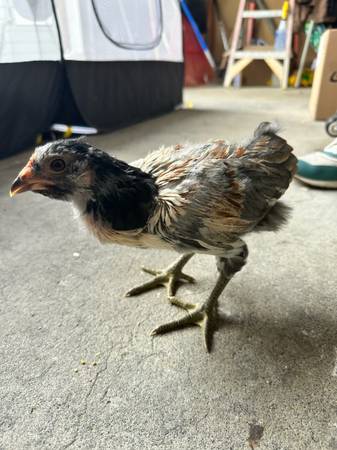 3 gallinas gratis: posibles gallos, demasiado pronto para decirlo. 6 semanas (Everett)63443593057921122