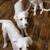 Free Anatolian Pyreneese puppies 1 thumbnail