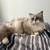 Ragadoll male cat ( Pure breed- not neutered ) 3 thumbnail