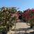 PLANTS PLANTS PLANTS PLANTS 17 thumbnail