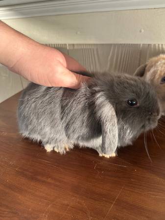 Rehoming rabbits (Woodland wa)63842374045059122