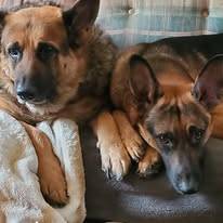 Two male German Shepherds need home ASAP (Cullman)63429171830657120