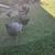 Chickens 4 sale 1 thumbnail